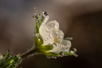 vackra blommor